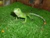 Foto de Acuarios de Morelos -animales exoticos